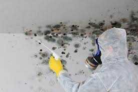 Environmental Consulting for Mold Prevention in Coaldale, PA